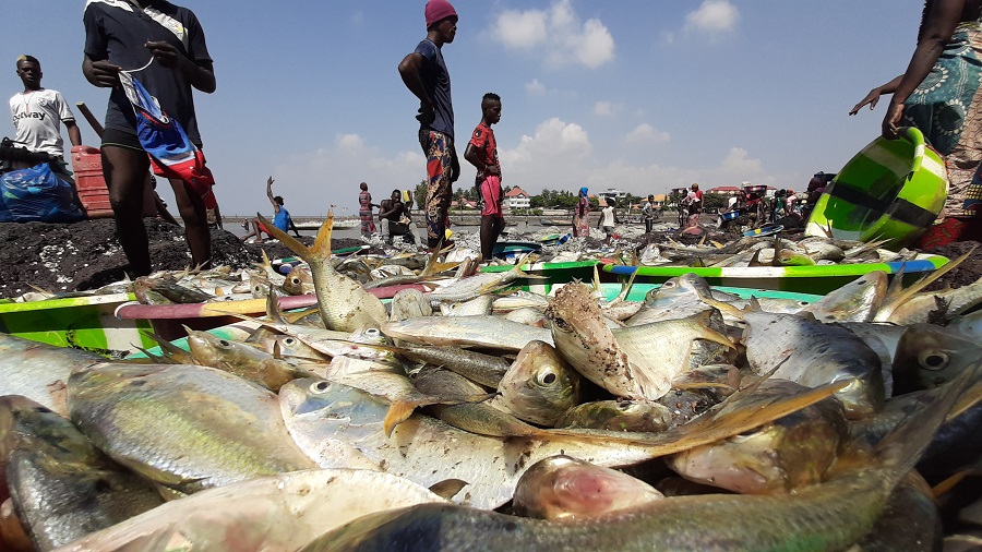 Guinée : le gouvernement interdit l’exportation du poisson (communiqué)