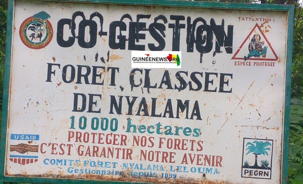 Conservation de la biodiversité dans la forêt classée de Nialama, Lélouma : le cri de cœur du responsable de la faune et de la flore 