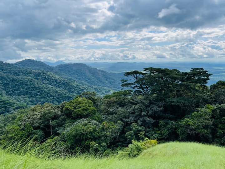 IREB-Bossou/Lola: chercheurs guinéens, université de Zurich et ASAFA  du Japon, présentent un bilan accablant du braconnage au mont  Nimba 