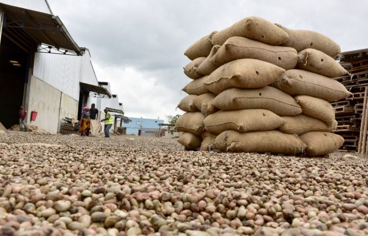 Baisse des prix de la noix de cajou à Boké: un cauchemar pour les revendeurs locaux qui accusent les étrangers