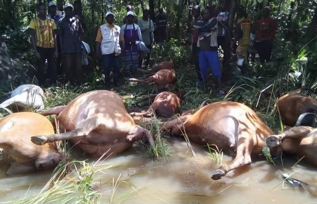 Abattage « illégal » de bœufs : le Gouvernement monte au crénau