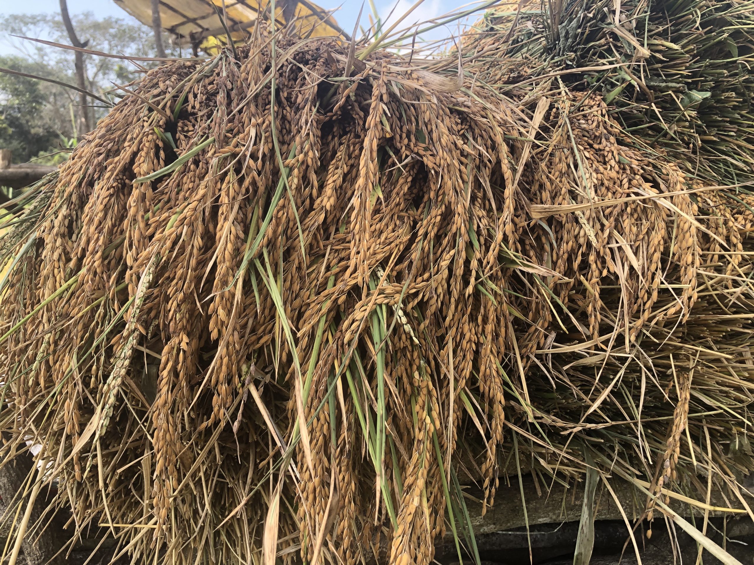 À Lélouma, la saison du riz s’annonce prometteuse après des mois de dur labeur