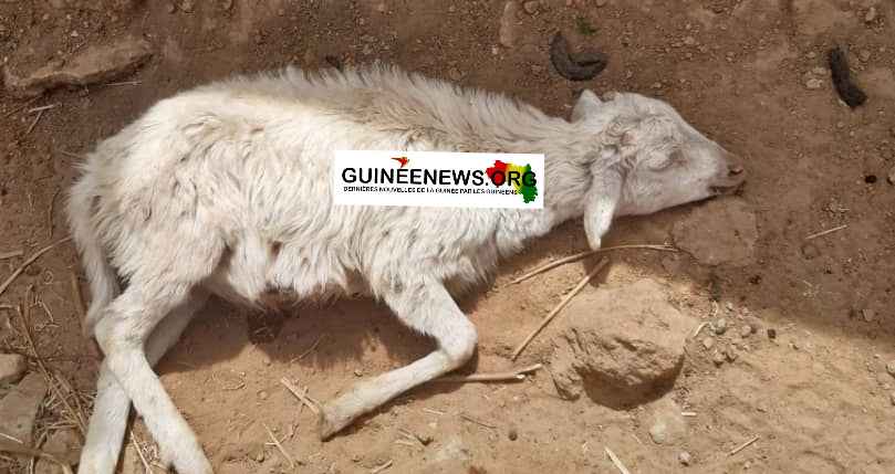Gaoual : des petits ruminants décimés par la peste à Malanta