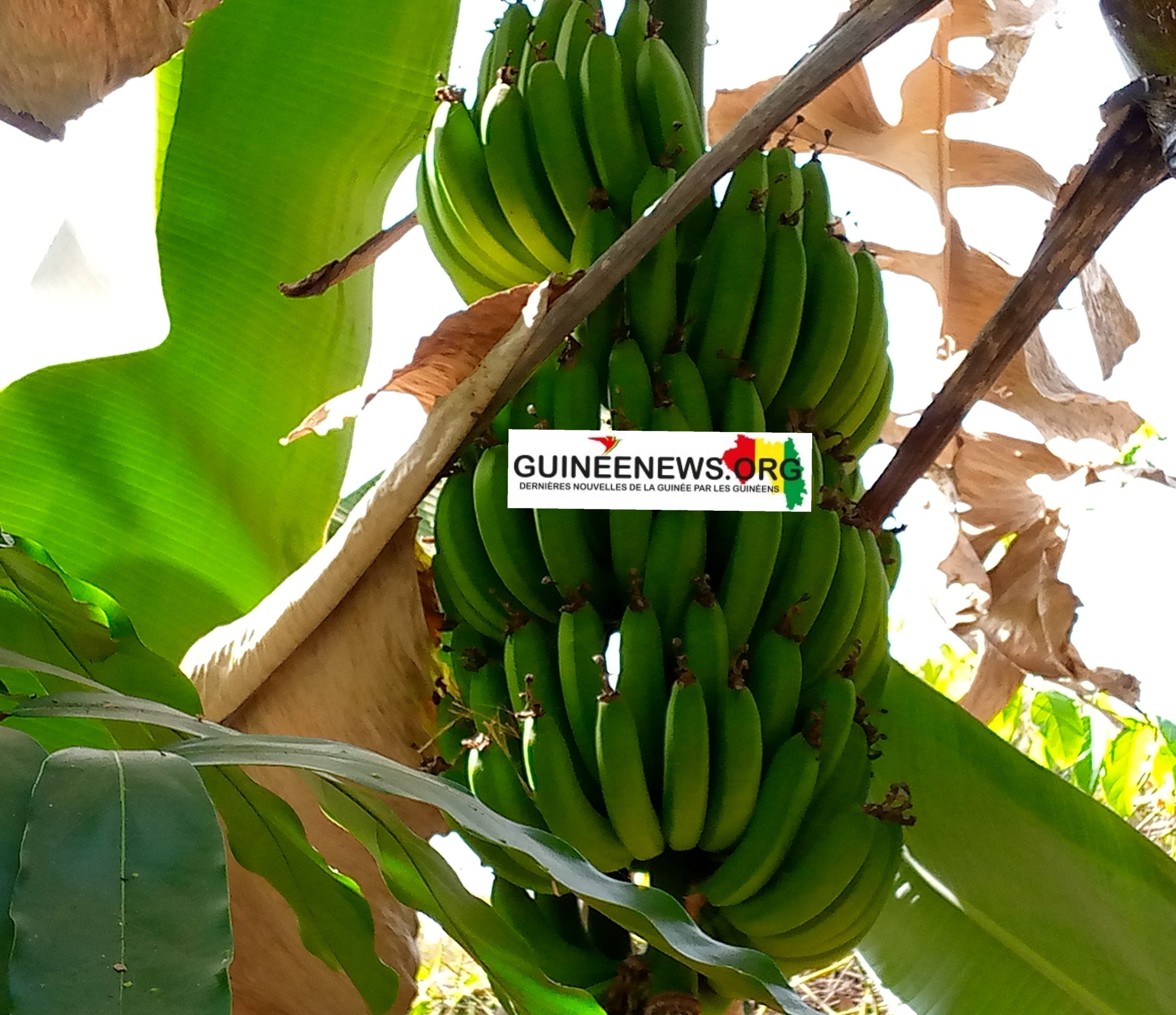 De la ville à la plantation à Lélouma: le parcours inspirant d’un expatrié devenu bananiculteur