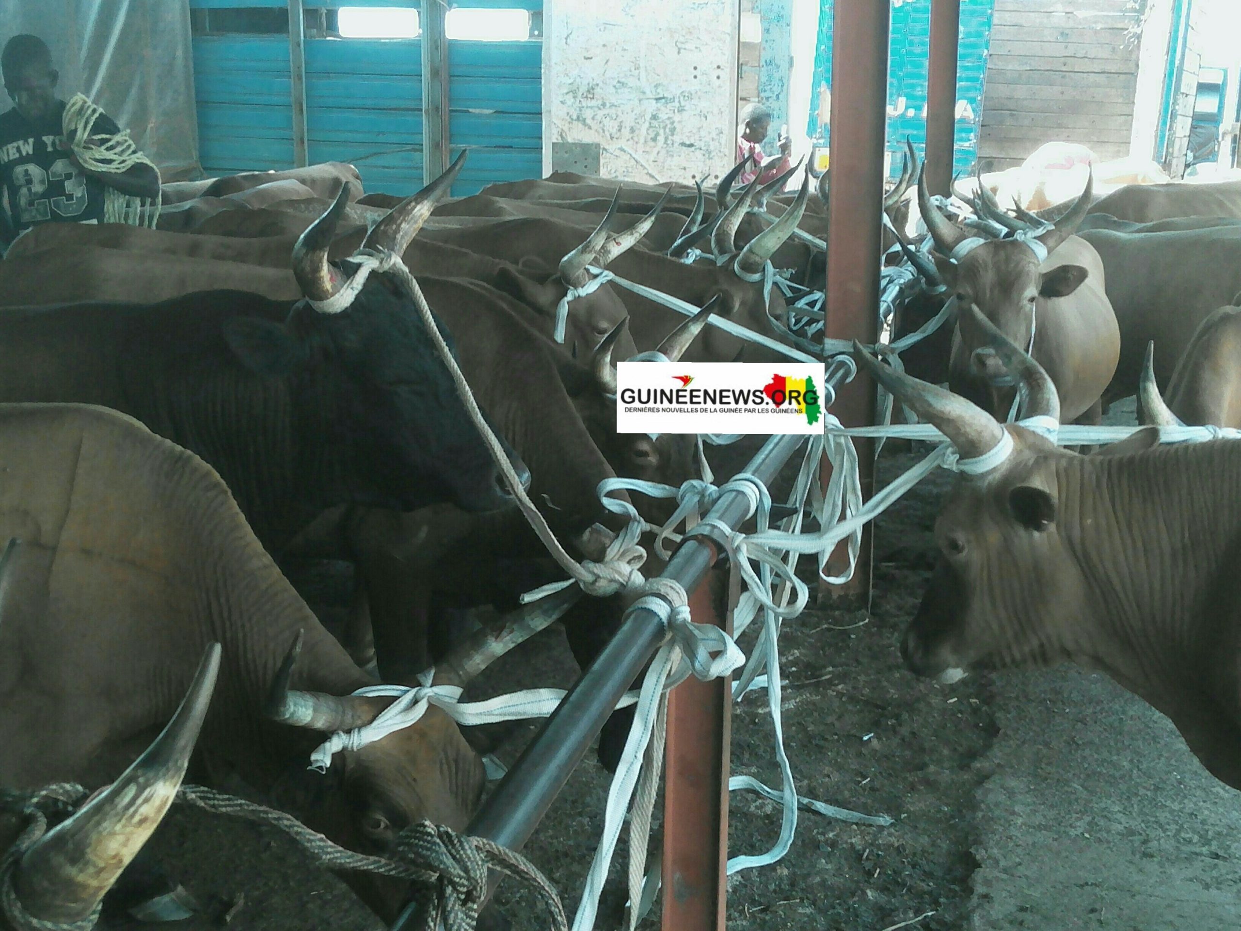 Gaoual: forte migration des éleveurs de Malanta à la recherche d’autres pâturages plus sûrs