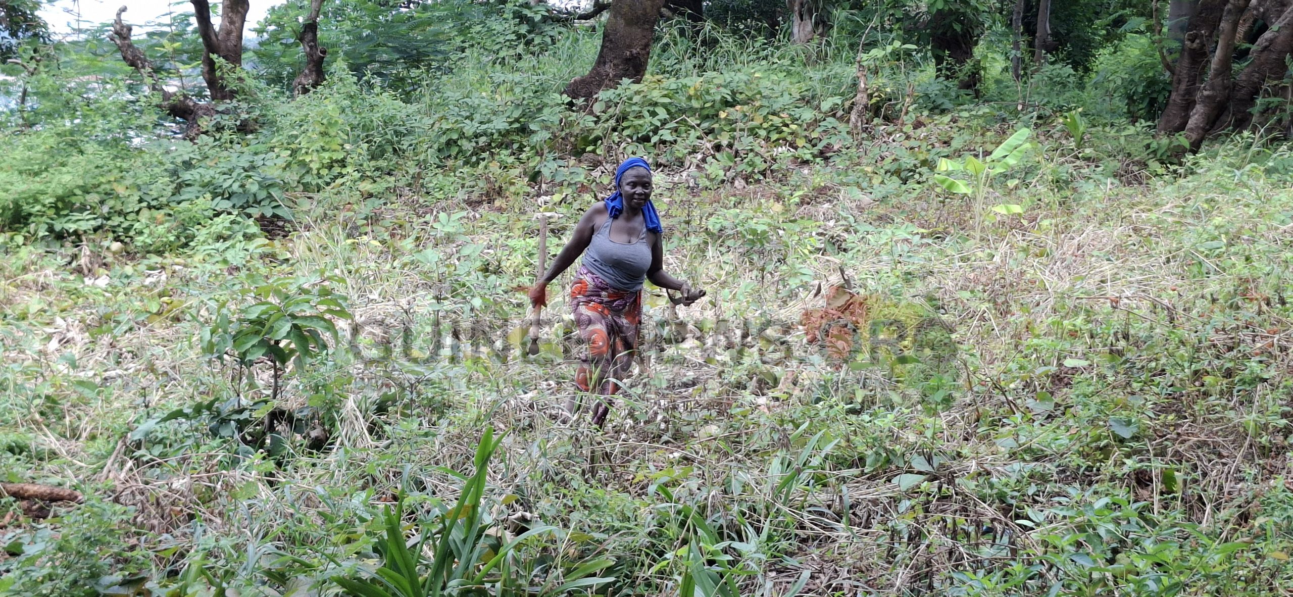 Koromandja/Îles de Loos: agriculture en crise, sols appauvris et pénurie d’eau, les habitants à bout de forces