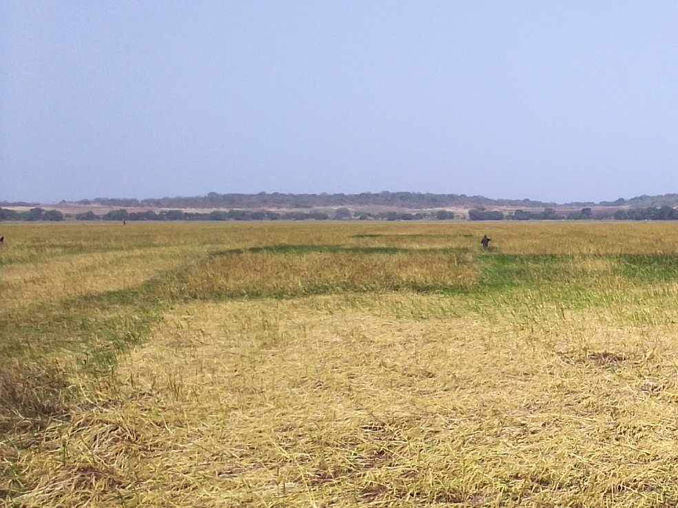 Guinée : huit mois de pluies anéantissent les récoltes et coûtent 16 milliards aux agriculteurs du Fouta
