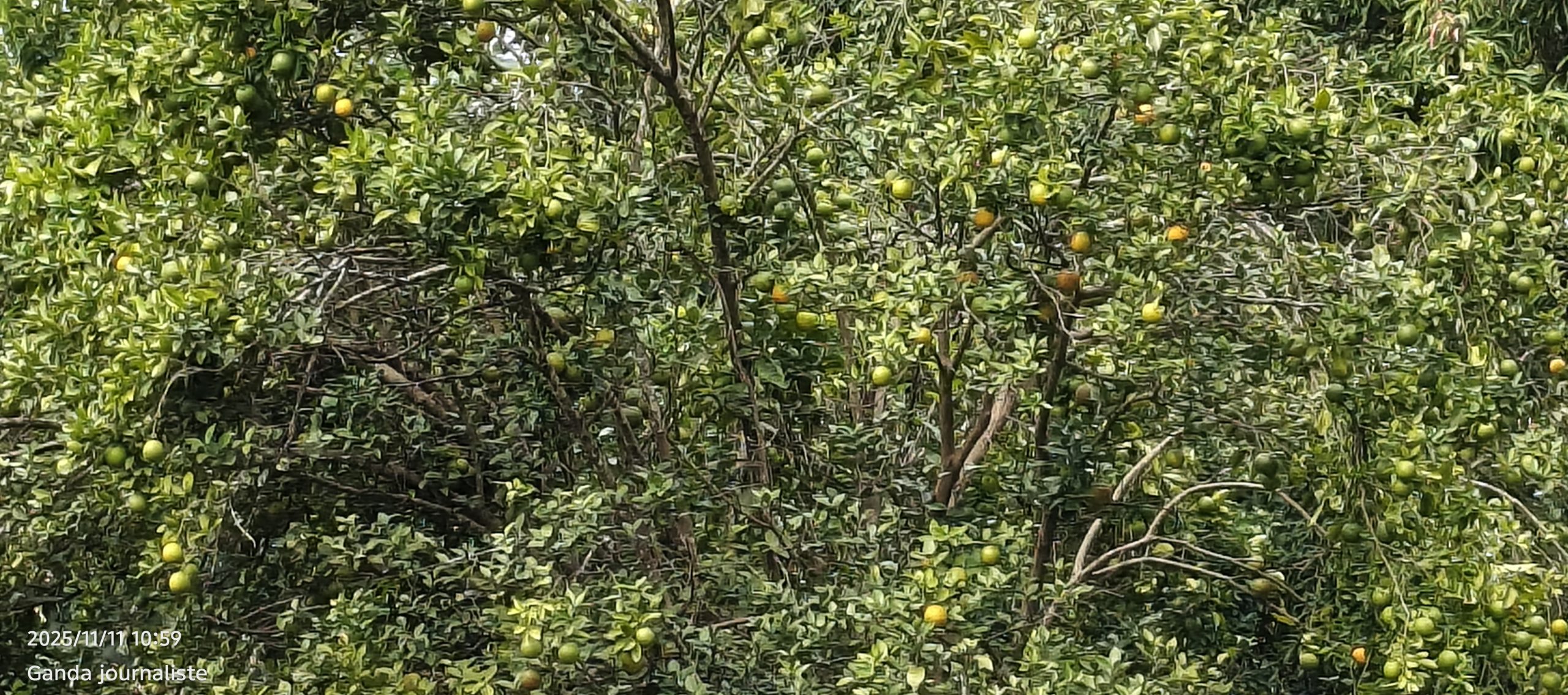 Boffa : des plantations d’orangers dévastées par des insectes ravageurs à Walia