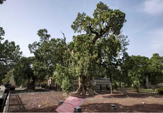 Shaanxi : à Weinan, des cyprès millénaires, transmettent la culture à travers les générations