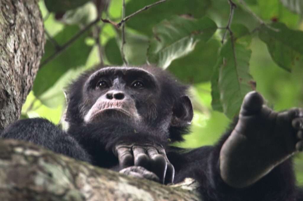 Bossou : le retour de l’harmonie entre habitants et chimpanzés relance l’espoir touristique