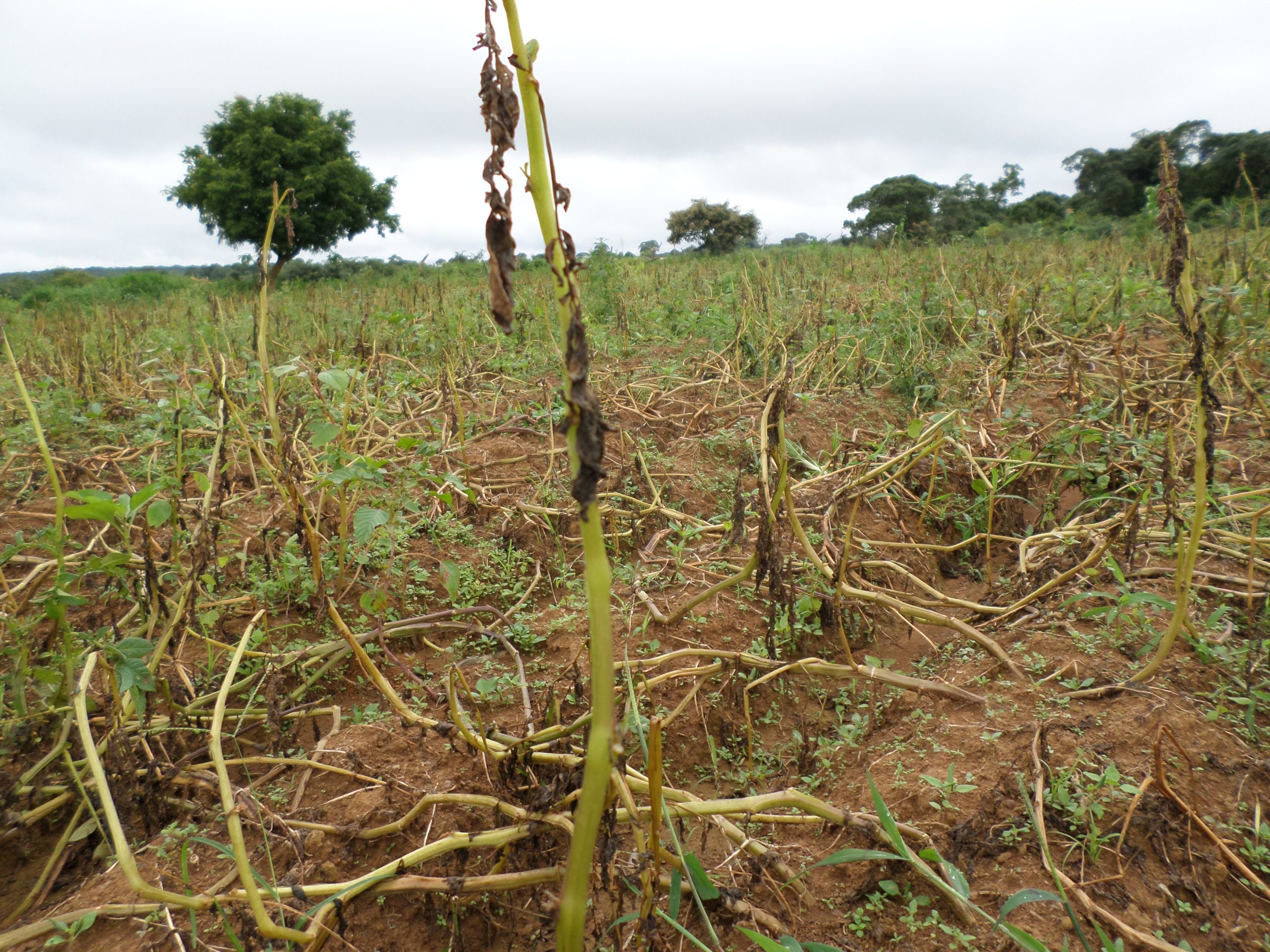 Labé : les vraies causes de l’envolée du prix de la pomme de terre