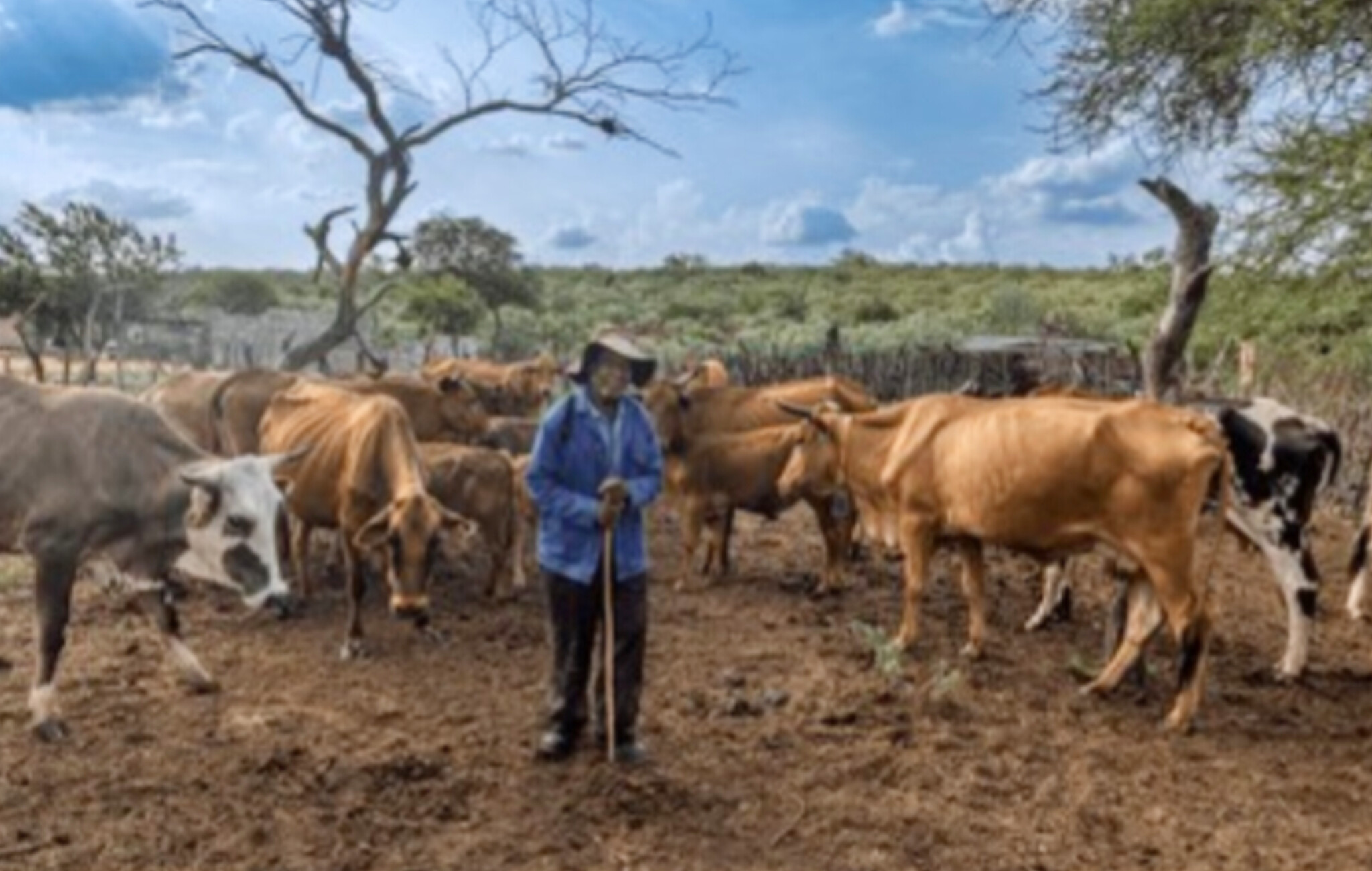 Kindia : A Tanènè Kaligoro, les conflits entre agriculteurs et éleveurs ravivent les tensions sociales.