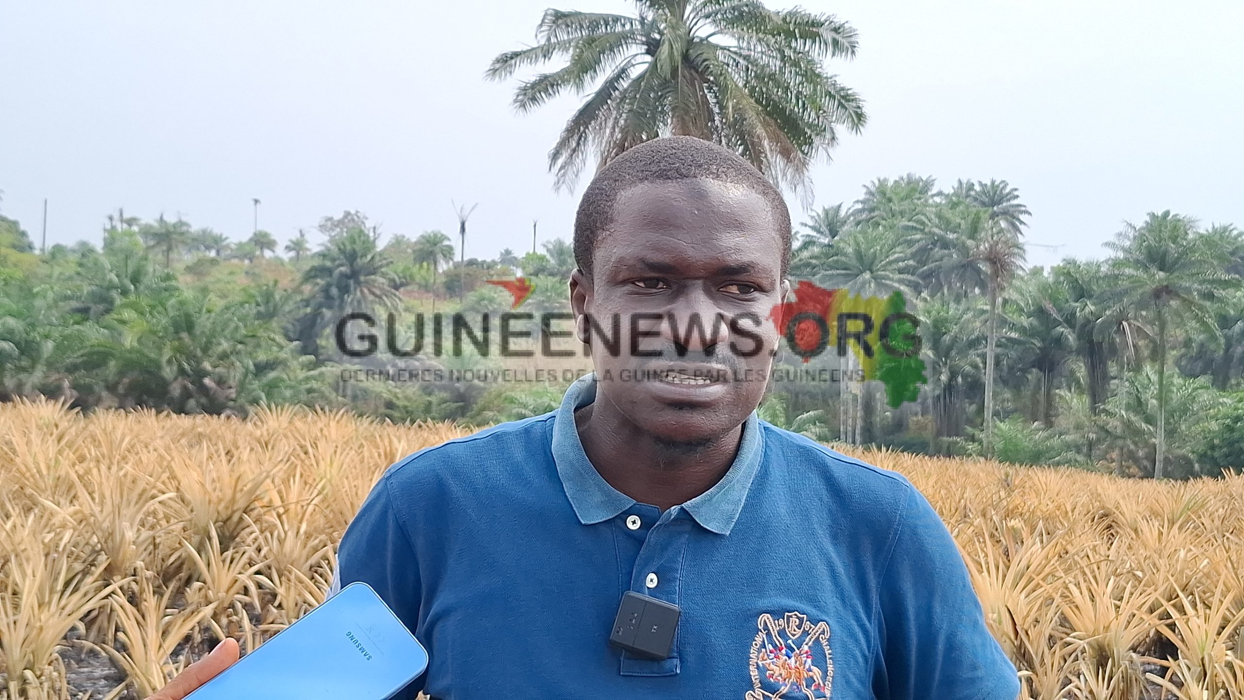 Plus de 58 000 pieds d’ananas détruits par le feu à Kindia : le rêve brisé d’un entrepreneur agricole