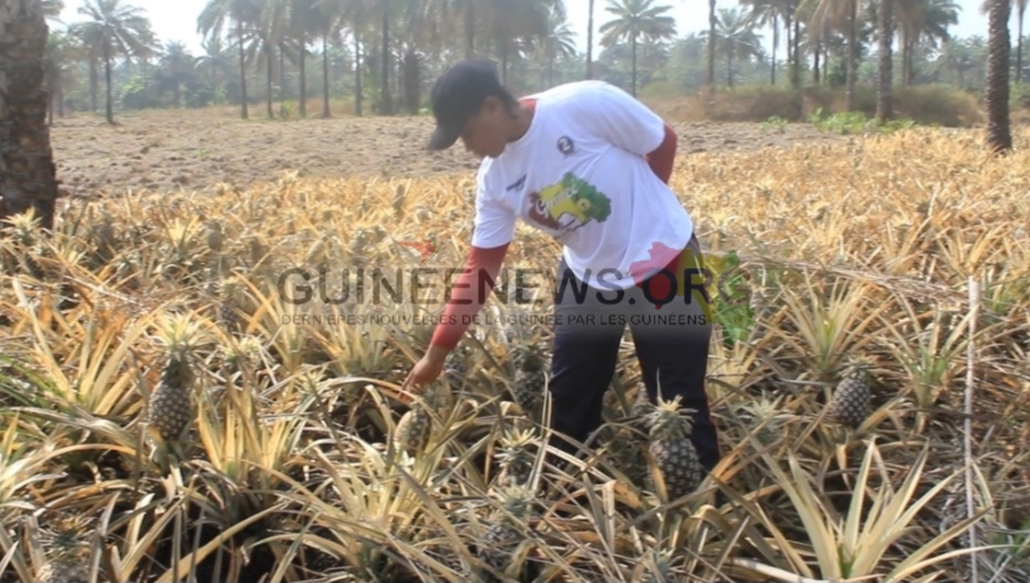Kindia : Série d’incendies « criminels » dans les plantations d’ananas de Friguiagbé