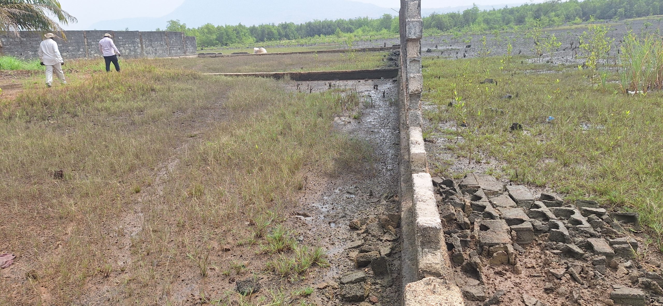 Dubréka : la mangrove menacée par les constructions anarchiques