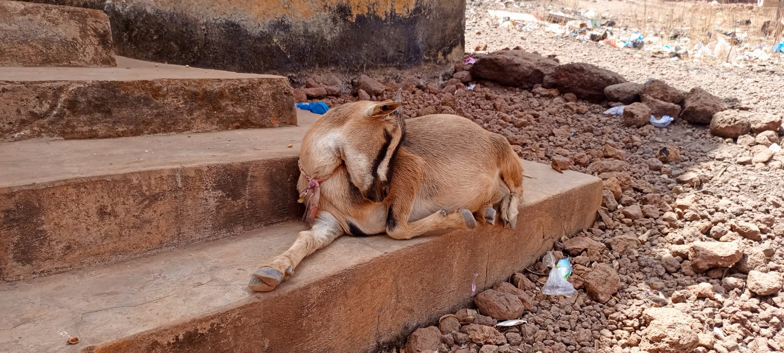 Kouratongo (Tougué) : Une épizootie mystérieuse décime les troupeaux de chèvres