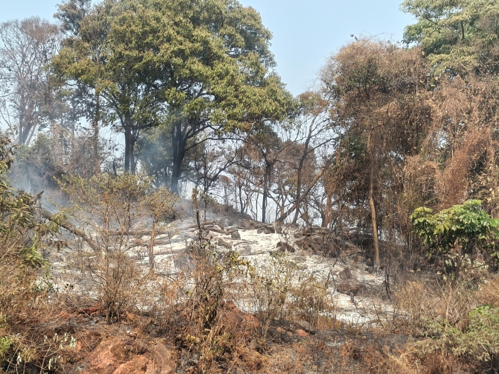 Incendie à la forêt classée de Quehwel : cinq jours de lutte acharnée à Mamou, pour contenir les flammes