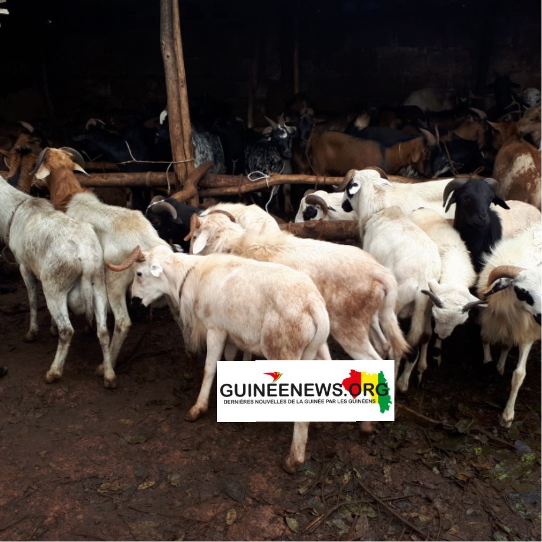 Téliré (Mali) : Le pari audacieux d’une jeunesse pour une révolution génétique du cheptel guinéen