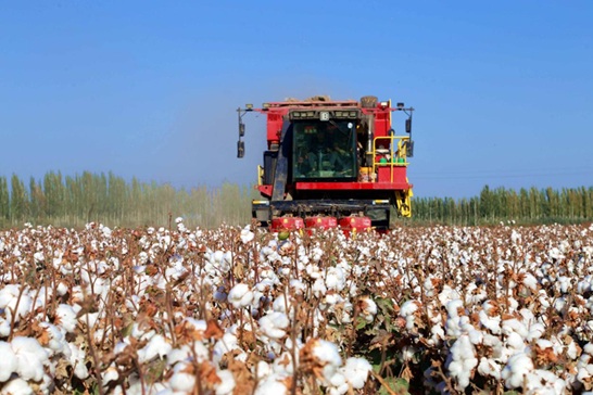 Xinjiang : comment la technologie favorise le développement de l’industrie cotonnière locale