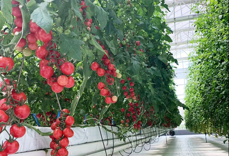 La technologie chinoise des serres s’internationalise et profite aux agriculteurs du monde entier