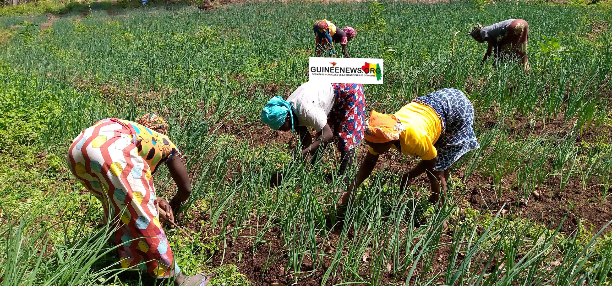 Maraîchage : à la rencontre de ces femmes qui cultivent la résilience au quotidien à Lélouma 