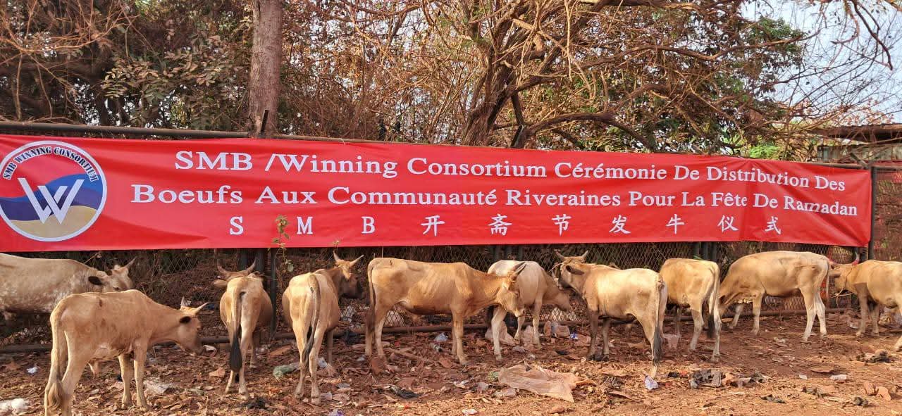 Ramadan : le Consortium SMB-Winning distribue 260 bœufs à 280 villages de Boké et Télimélé