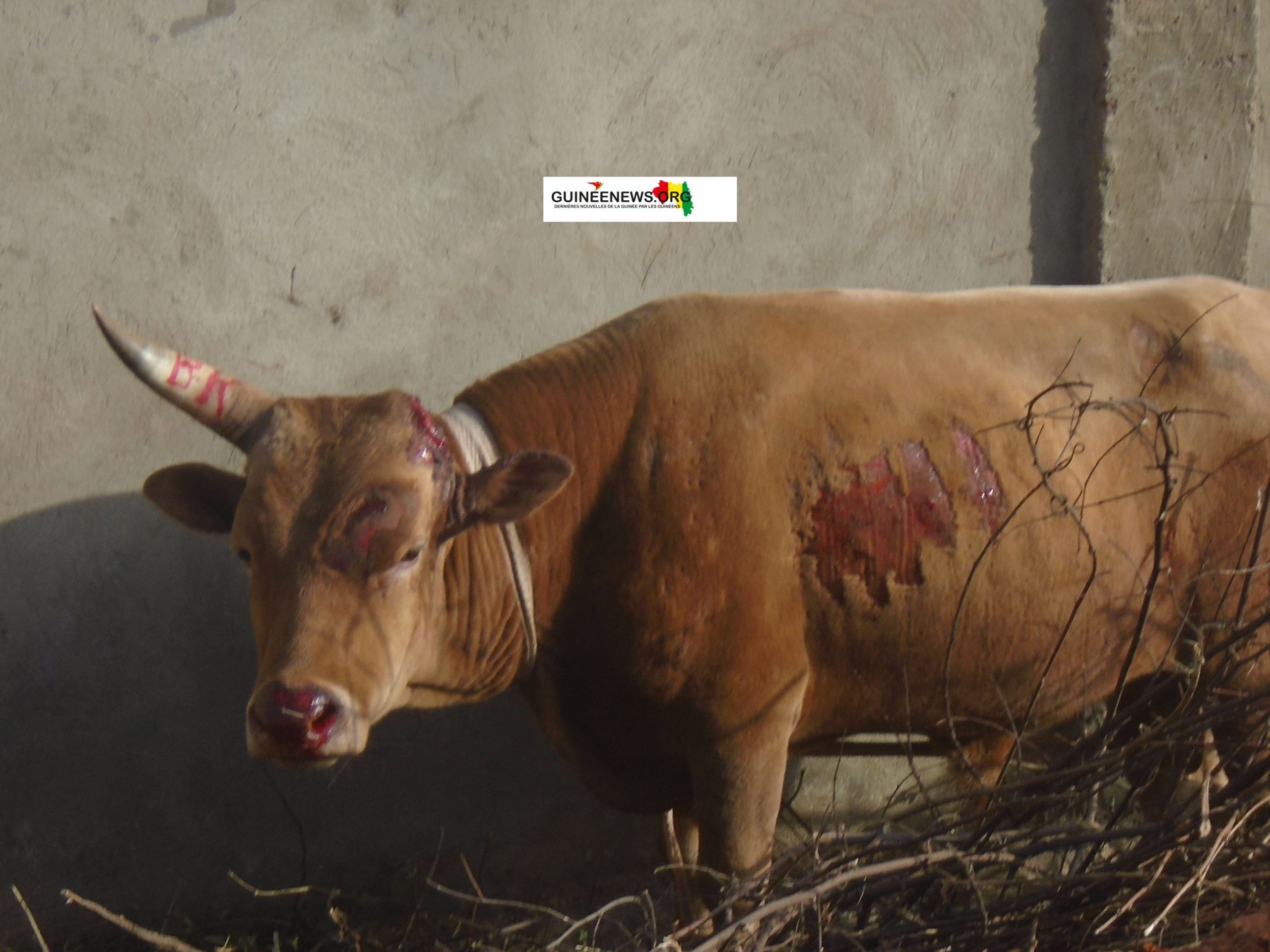 Accident tragique à Linsan : deux convoyeurs tués après le renversement d’un camion de bétail
