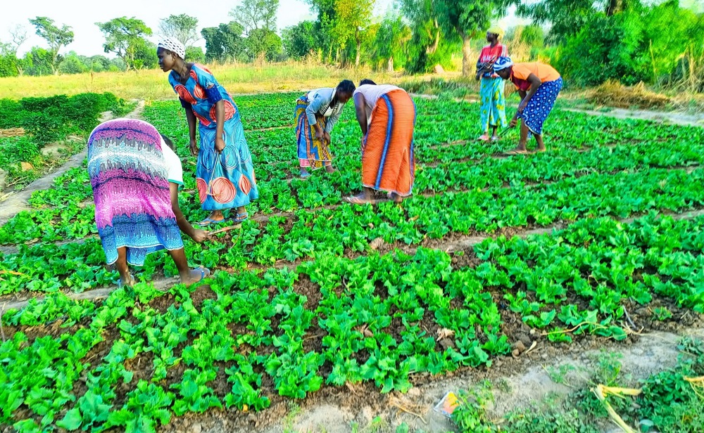 Kindia : Le cri de détresse des maraîchères de Koba Pastoria