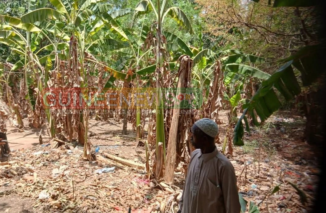 Kindia/ Kirya : la chute des bananeraies plonge le village dans la précarité