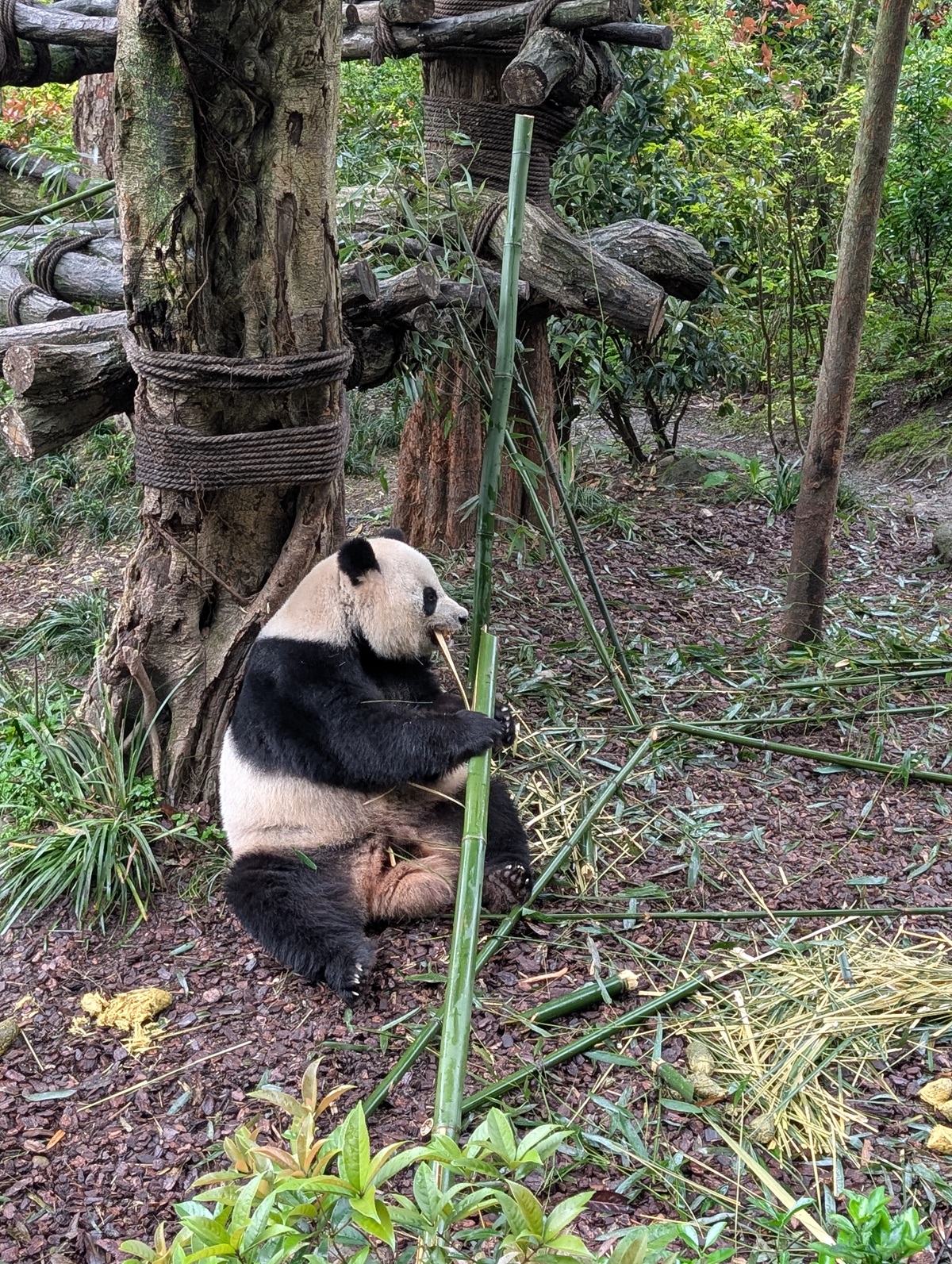 « Nimba, le trésor vert de la Guinée : et si le tourisme écologique devenait notre panda géant ? » ( Par Boubacar Caba Bah)Chengdu, Chine, la ville des pandas géant – un exemple de gestion touristique écologique qui pourrait inspirer un « Nimba Pour Tous » pour la Guinée