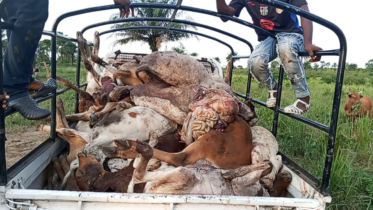 Lola : 41 veaux abattus à Lainé, l’État interpellé